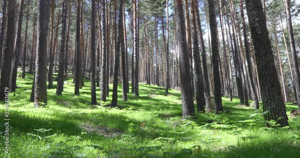 green grass and fern in pine trees forest in Guadarrama mountains, near Madrid, Spain, Europe
green grass and fern in pine trees forest in Guadarrama mountains, near Madrid, Spain, Europe
