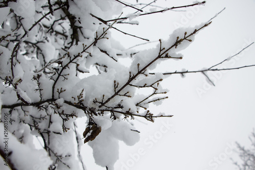 Beautiful winter landscape scene with scene with snow covered trees.