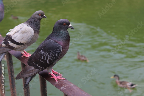 Macro Pigeon