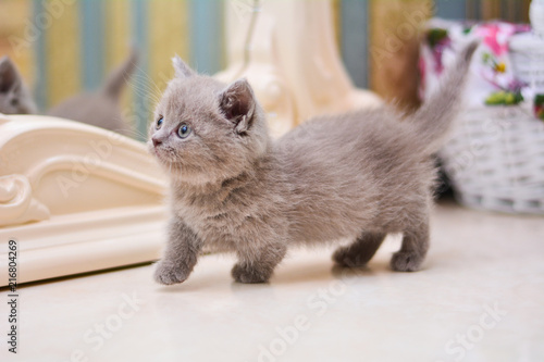 kitty cat munchkin fluffy, animal photo