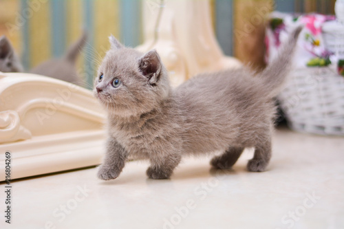 kitty cat munchkin fluffy, animal