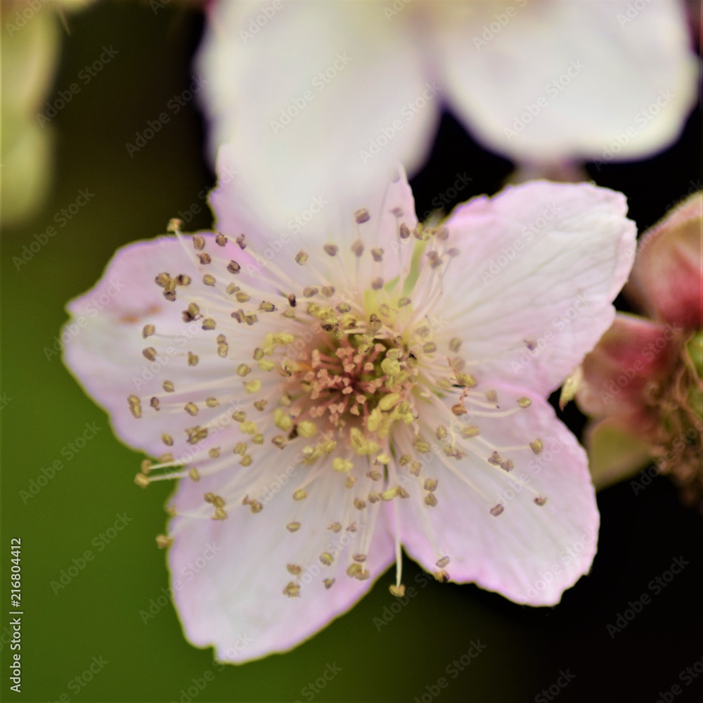 Blackberrys blossom close up selective focus in blurred background
