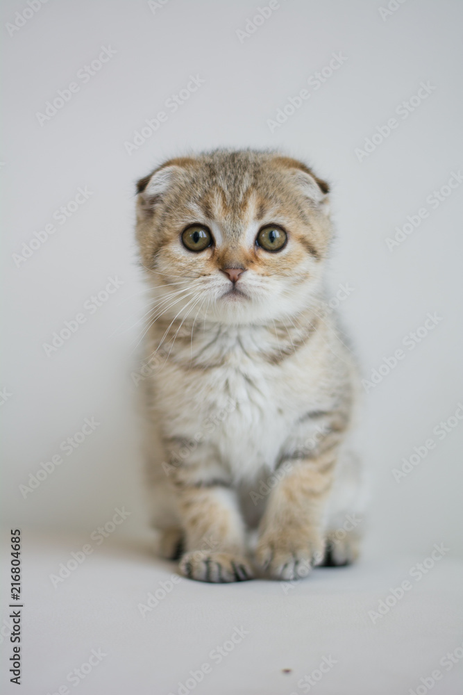 scottish kitten british cat munchkin