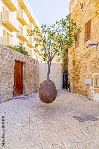 Suspended Orange Tree in Ya...