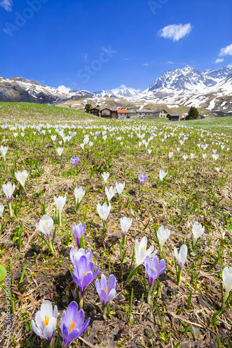 Flowering of Crocus nivea at Alp Flix.  Alp Flix, Sur, Surses, Parc Ela, Region of Albula, Canton of Graubünden, Switzerland, Europe.