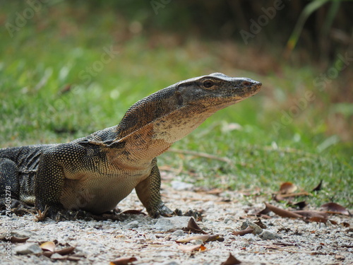 Water monitor lizard