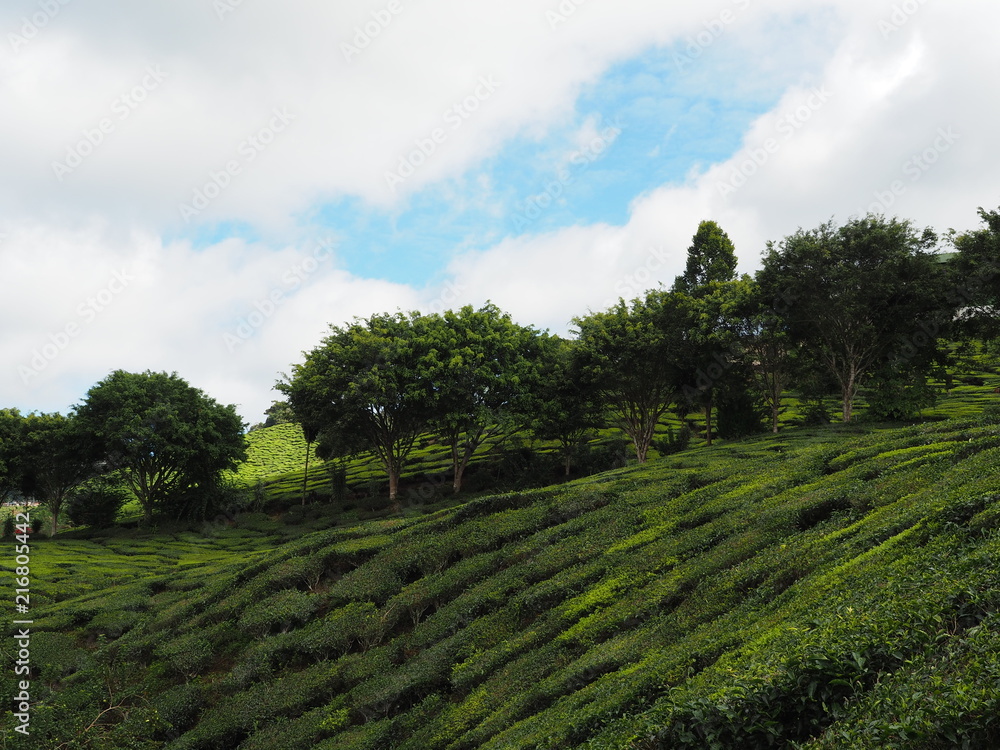 Tea Plantation Cameron Highlands Malaysia