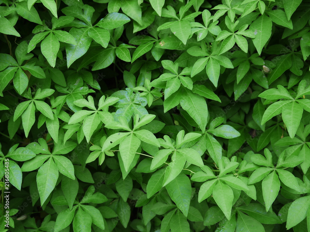 ivy plant ( Ipomoea cairica (L). Sweet ) ivy plant ( Ipomoea cairica (L). Sweet )