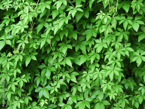 ivy plant ( Ipomoea cairica (L). Sweet ) © srckomkrit