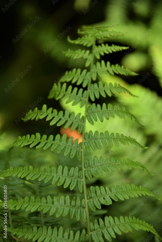 Fern leaf close up selective focus in blurred background