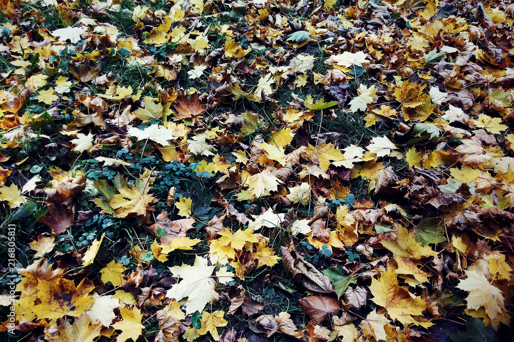Yellow Fallen Autumn Leaves Autumn Approach Season Yellow Fallen Autumn Leaves Autumn Approach Season