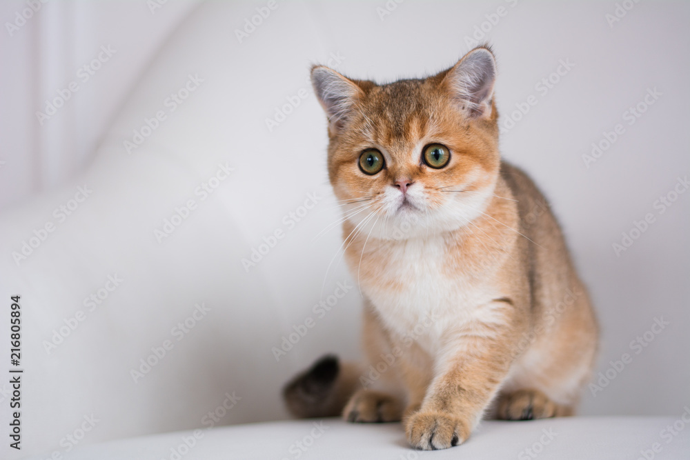 kitten cat scottish straight, lop-eared fluffy, animal kitten cat scottish straight, lop-eared fluffy, animal