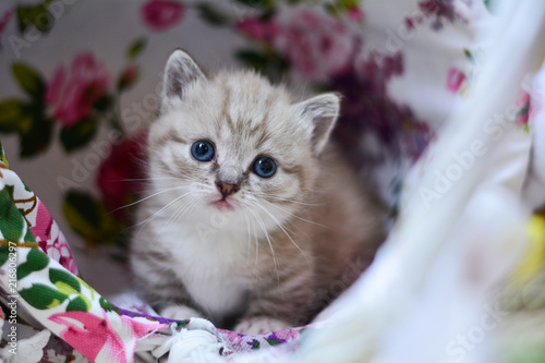 kitty cat munchkin fluffy, animal
