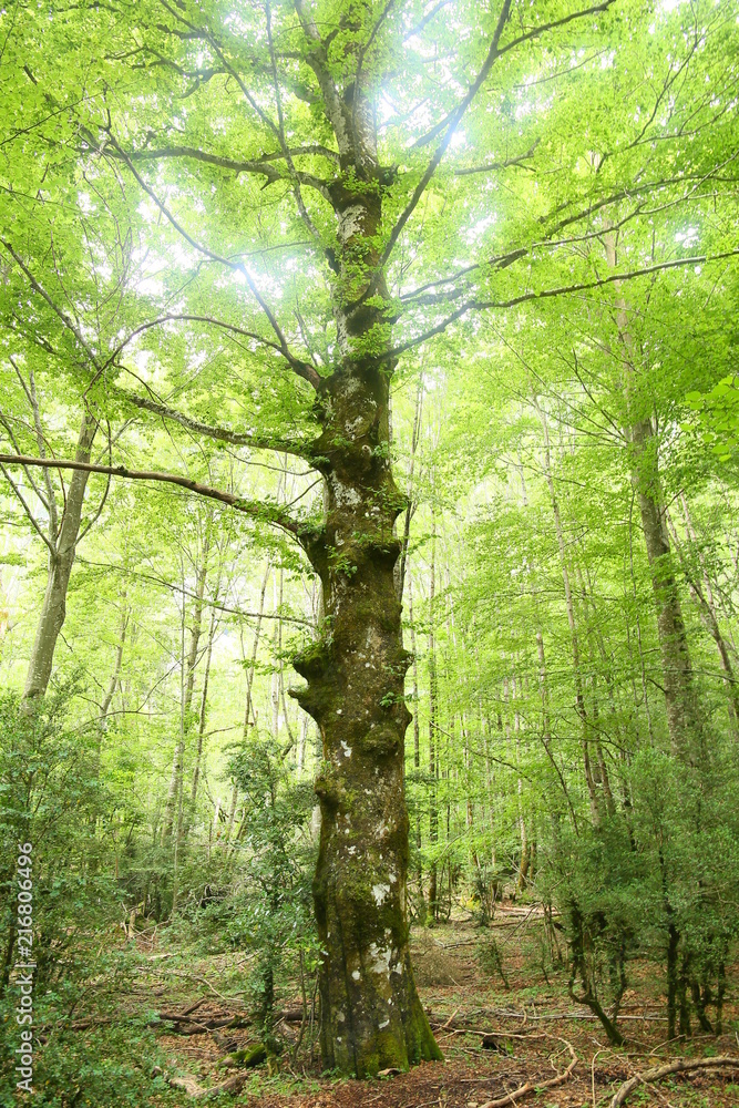 Fototapeta premium Árboles del Pirineo