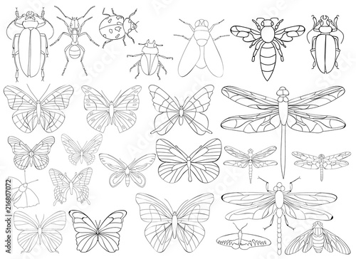 vector, isolated, set of insects, beetles and butterflies, coloring book