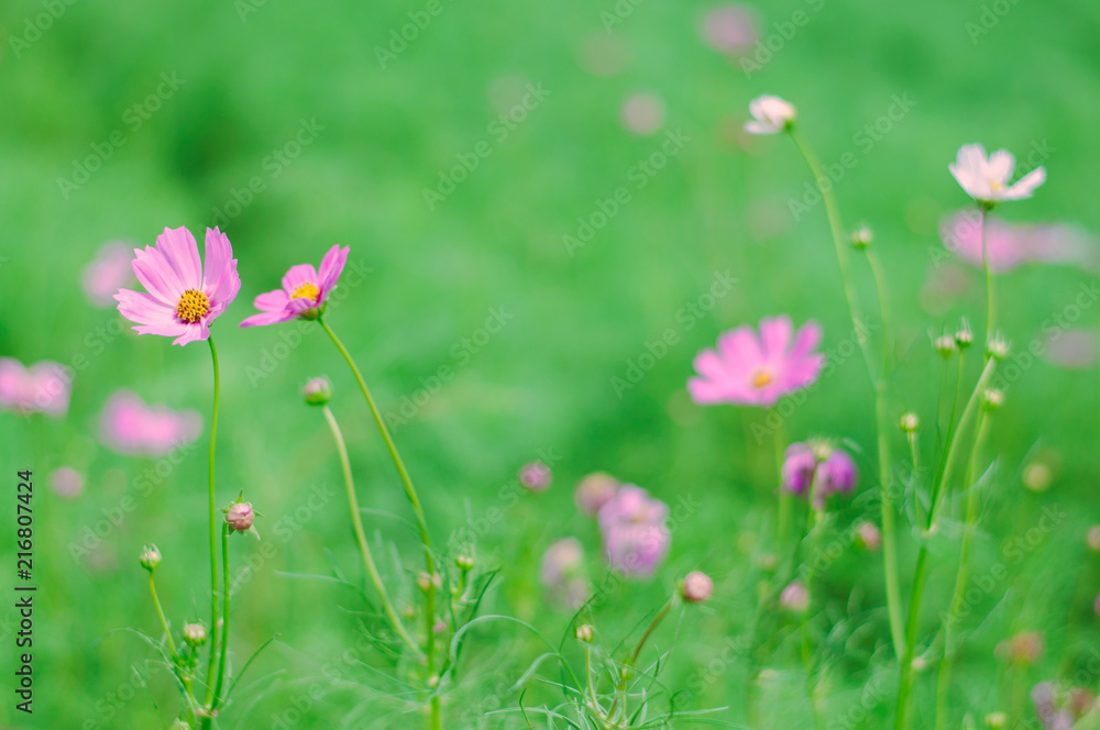 Ping Cosmos flower in green garden for background Ping Cosmos flower in green garden for background