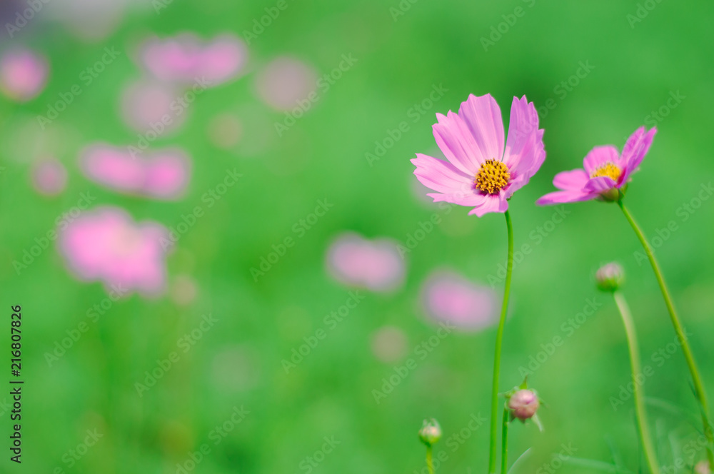 Ping Cosmos flower in green garden for background Ping Cosmos flower in green garden for background