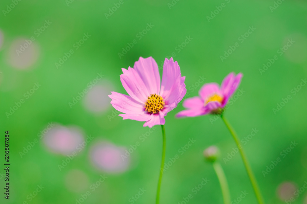 Ping Cosmos flower in green garden for background Ping Cosmos flower in green garden for background
