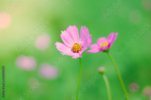 Cosmos flower and sunlight in green garden for background