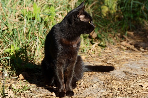 big black cat sitting on the ground near the green grass