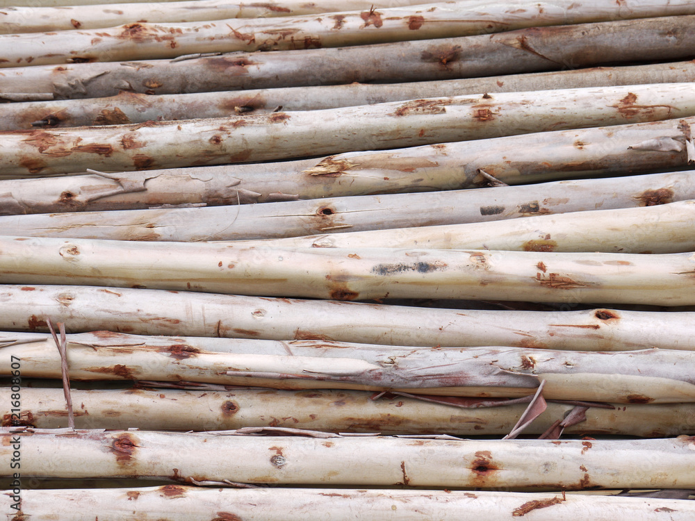 Eucalyptus tree, Pile of wood logs ready for industry Eucalyptus tree, Pile of wood logs ready for industry