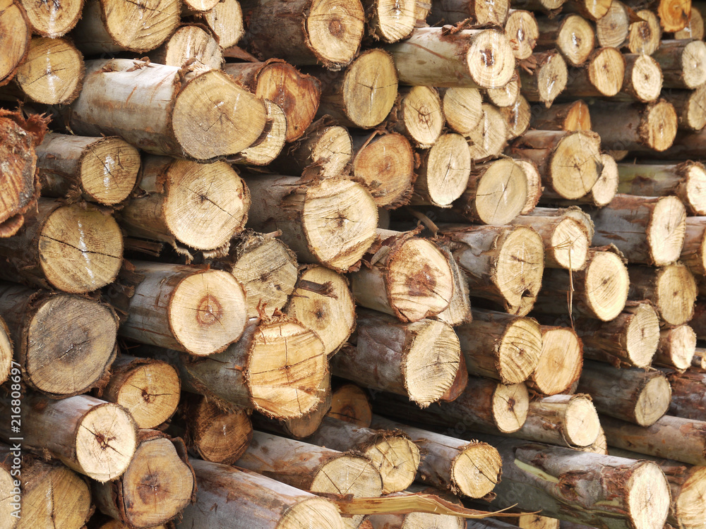 Fototapeta premium Eucalyptus tree, Pile of wood logs ready for industry