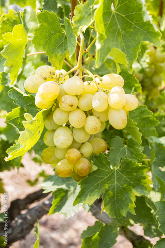 Wallpaper Mural Grapes vineyard (Turkey Izmir Buca vineyards) Torontodigital.ca