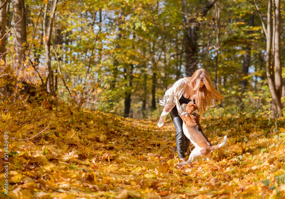 Young woman walking with a beagle in the autumn park. Young woman walking with a beagle in the autumn park.