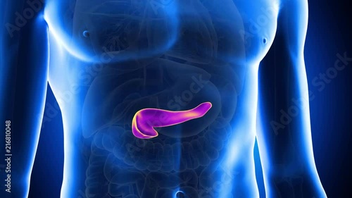 medically accurate 3d animation of the human pancreas photo