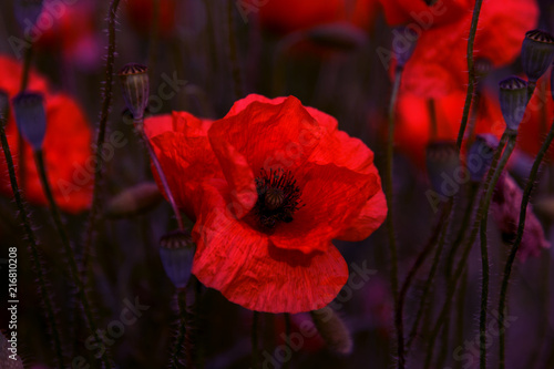 Flowers Red poppies blossom on wild field. Beautiful field red poppies with selective focus. soft light. Toning. Creative processing in dark low key