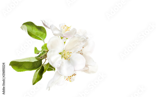 Beautiful flowers isolated on white background. Floral wallpaper.
