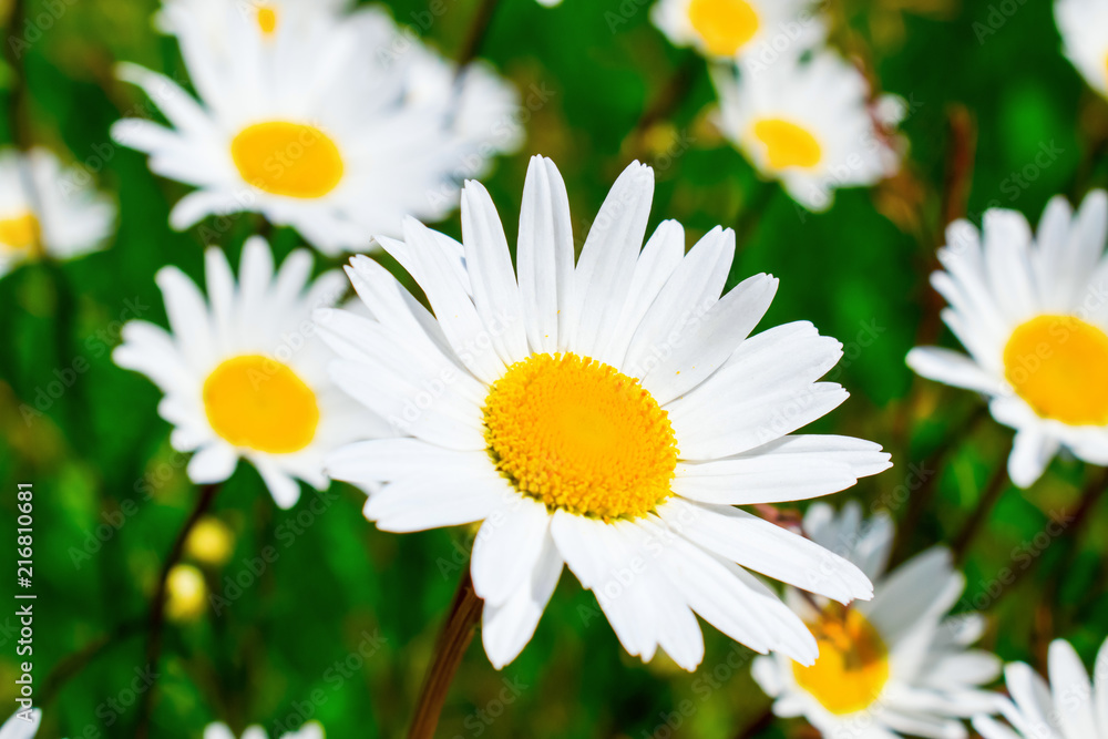 Fototapeta premium Chamomile summer
