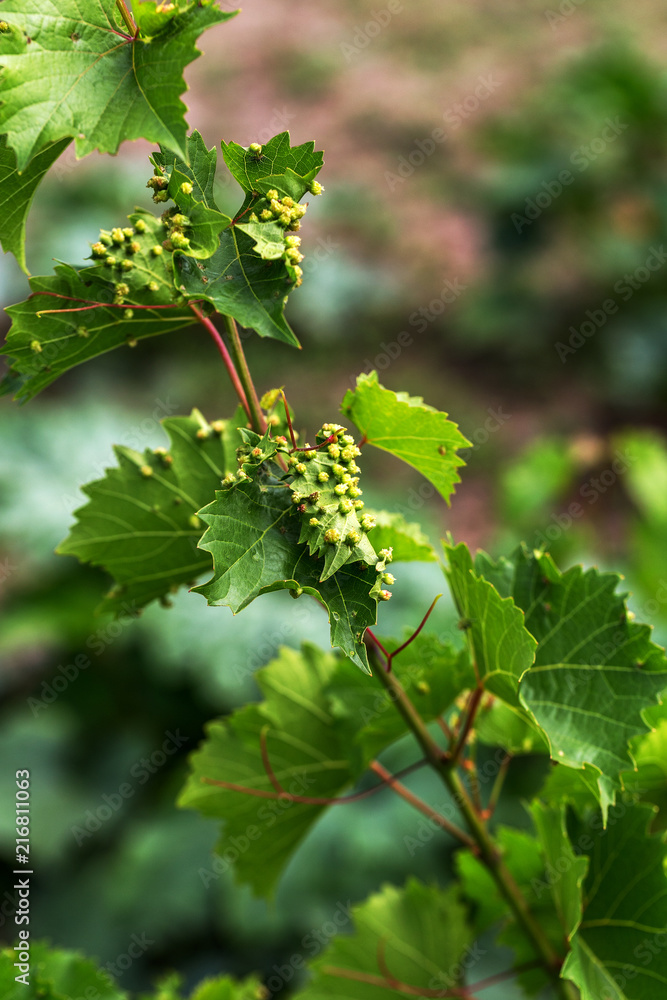 Leaf galls look like warts on grape leaves caused by a parasite or insects, mites living in vines. Does not affect the grapes. Grape disease of the phylloxera (Daktulosphaira vitifoliae) on leaves Leaf galls look like warts on grape leaves caused by a parasite or insects, mites living in vines. Does not affect the grapes. Grape disease of the phylloxera (Daktulosphaira vitifoliae) on leaves