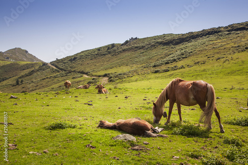 Caballos Asturcones en las montañas del Sueve, Asturias photo