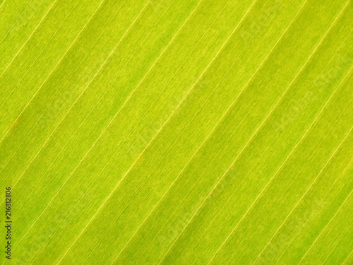 Banana leaf background with lines