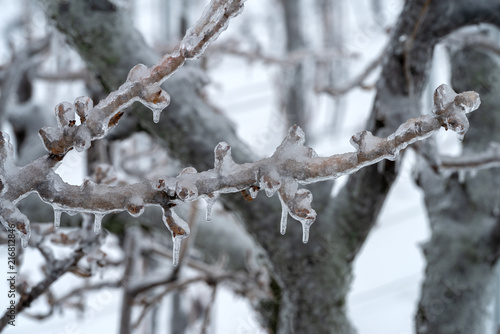 Tree branches covered in ice after the freezing rain © Dmytro Surkov