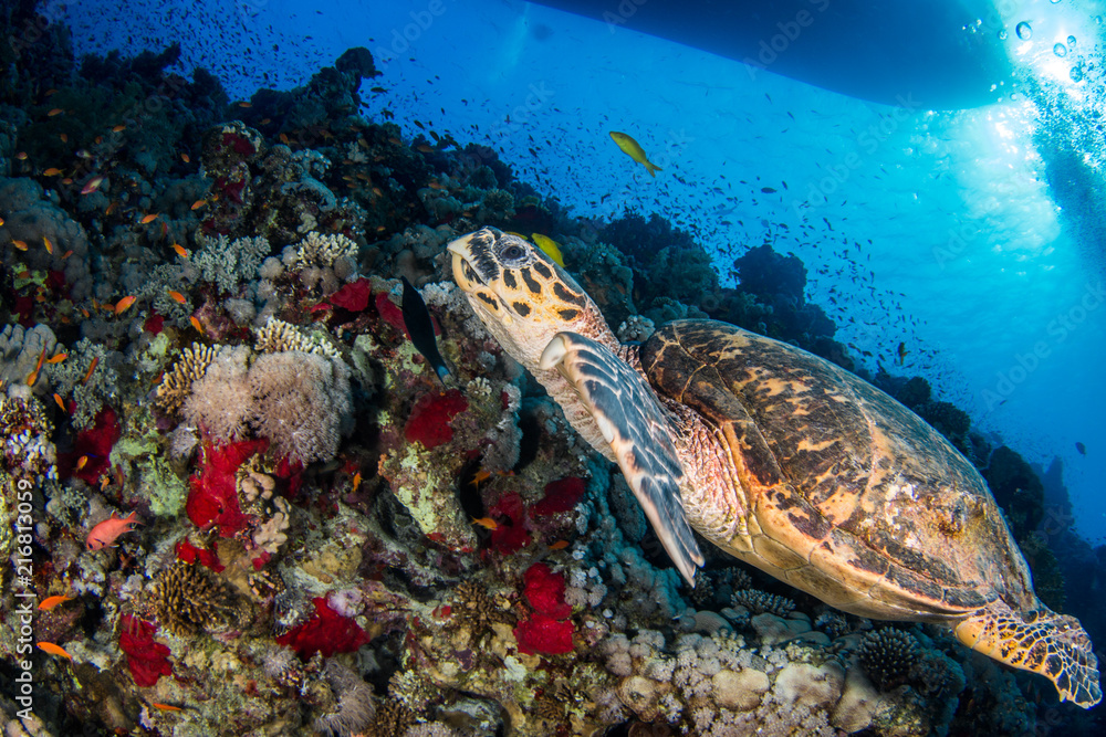 Fototapeta premium Hawksbill Turtle