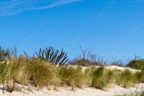 Withered plants and marram grass in the dunes along the coast of the North Sea. The Netherlands, Europe.