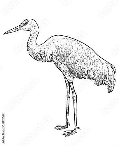 Crane bird illustration, drawing, engraving, ink, line art, vector