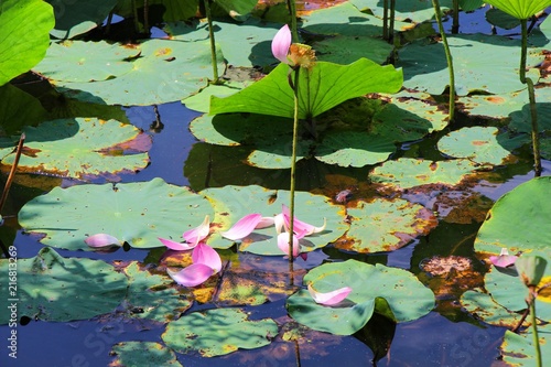 nature, plant, green, garden, beautiful, natural, colorful, spring, flower, forest, outdoors, flower, floral, blooming, background, season, flora, lotus, beauty, bloom, pink, blossom, fallen petals , 