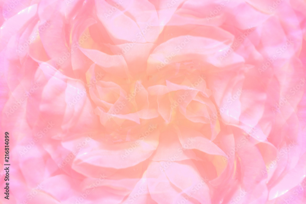Abstract festive background of rose petals.