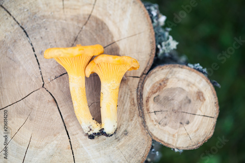 chanterelles on a stump photo