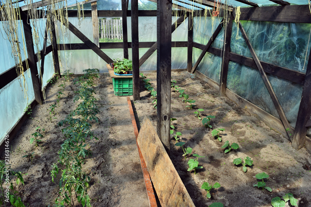 Fototapeta premium Greenhouse foil with vegetables