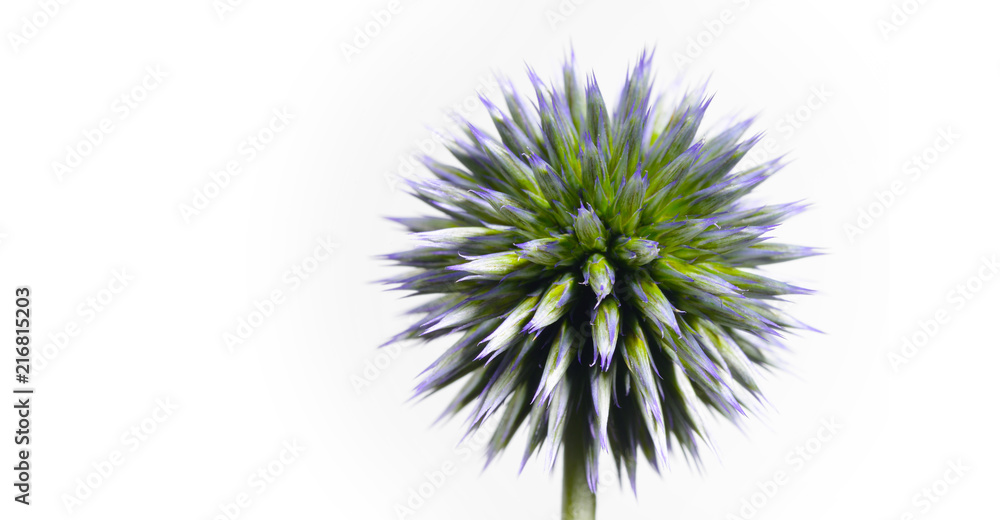 small globe thistle turning on a white background. A wonderful wild flower turns against a white background like a being from another galaxy, green and pointed shows her nature small globe thistle turning on a white background. A wonderful wild flower turns against a white background like a being from another galaxy, green and pointed shows her nature