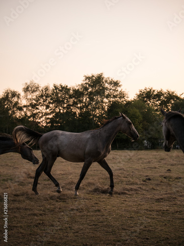 horse