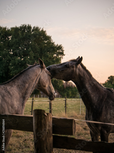 horse