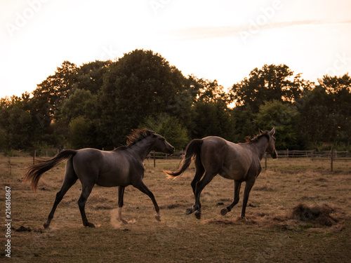 horse