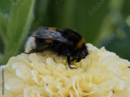 bees photo