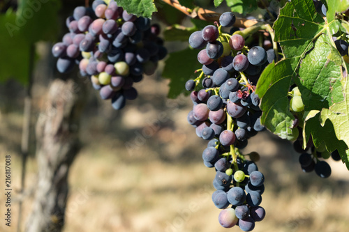 blue grapes on the vine