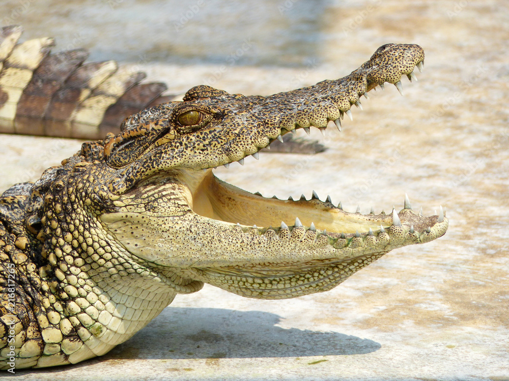 Obraz premium Crocodile with open mouth